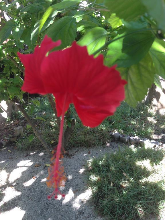 Gili Garden Bungalow Gili Meno Εξωτερικό φωτογραφία